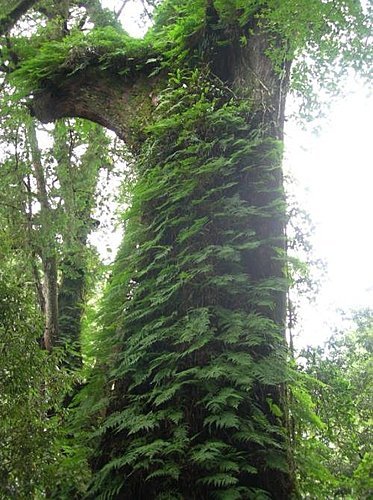 桃園拉拉山巨木群