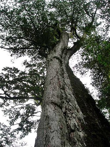 桃園拉拉山巨木群