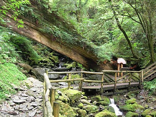 桃園拉拉山巨木群