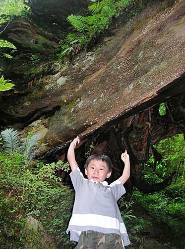 桃園拉拉山巨木群