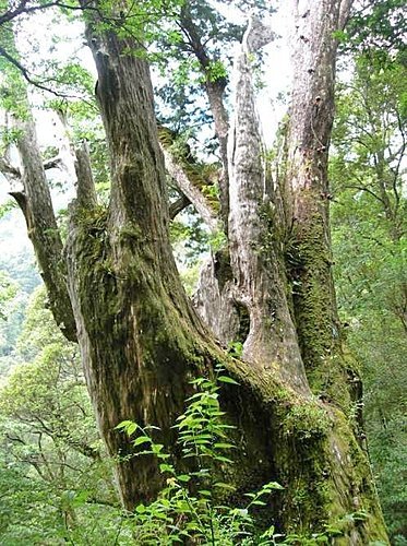 桃園拉拉山巨木群