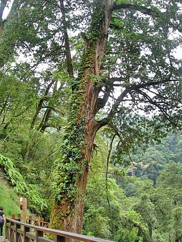 桃園拉拉山巨木群