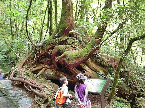 桃園拉拉山巨木群