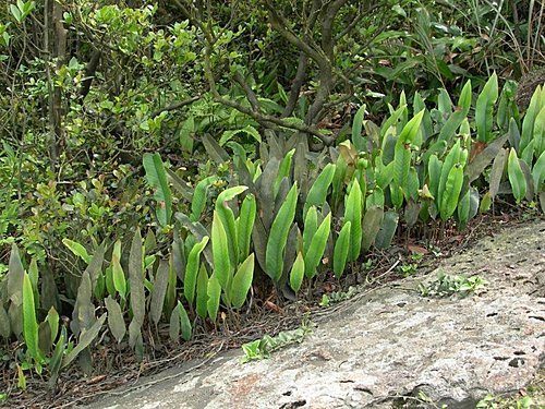 台北汐止新山夢湖登山步道