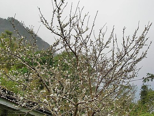 大湖草莓文化館(大湖酒莊)