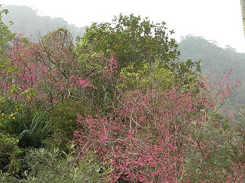 大湖草莓文化館(大湖酒莊)