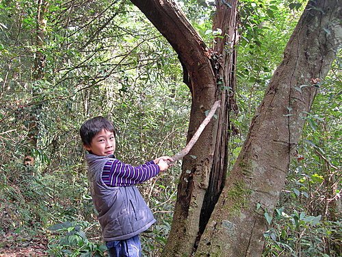 苗栗橫龍古道賞楓