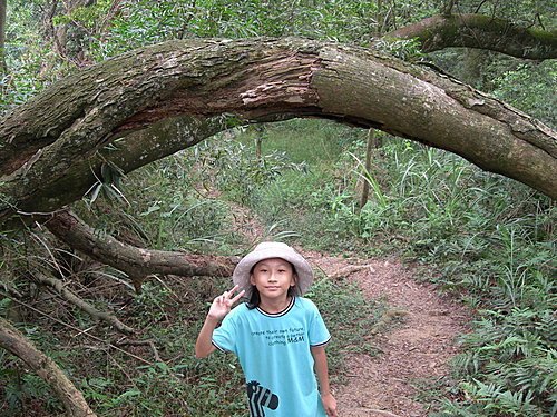 苗栗三義挑柴古道