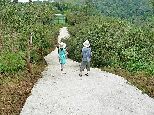 苗栗三義挑柴古道