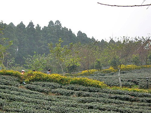 新竹山上人家森林農場