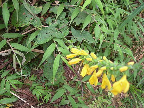 新竹山上人家森林農場