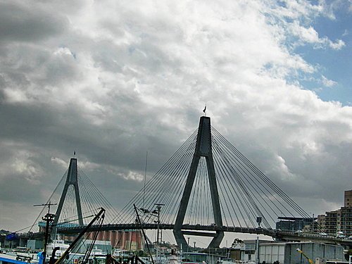 澳洲雪梨魚市場(Sydney fish market)