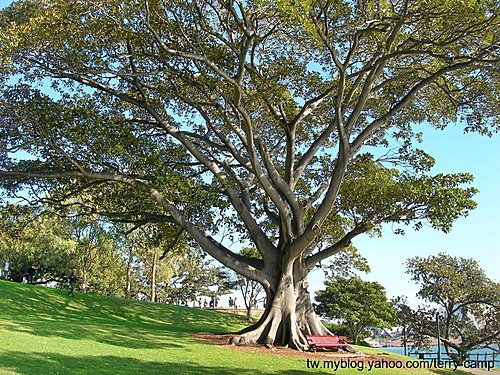 澳洲雪梨皇家植物園(ROYAL BOTANIC GARDEN