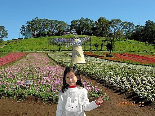 桃園大溪花海農場