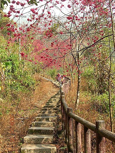 東埔彩虹瀑布賞櫻之旅