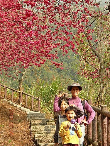 東埔彩虹瀑布賞櫻之旅