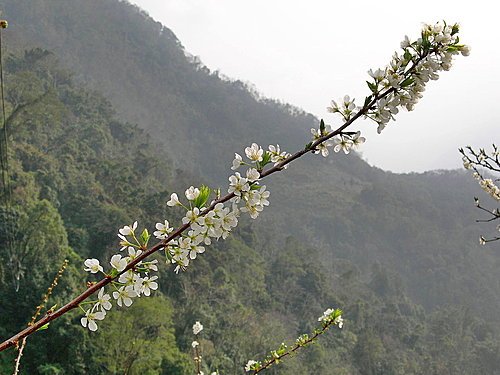 東埔彩虹瀑布賞櫻之旅