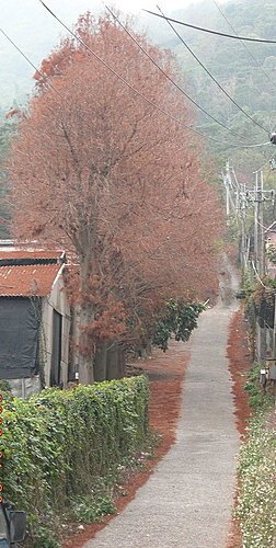 台中新社安妮公主花園+大甲鎮瀾宮