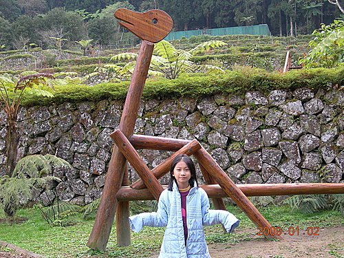 溪頭遊樂區森林浴