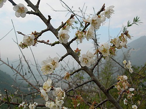 南投風櫃斗賞梅