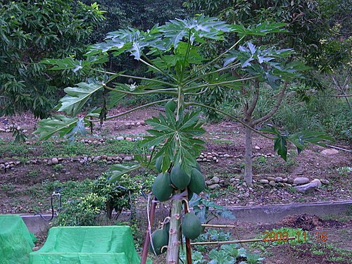 苗栗三義不遠山莊露營(第2次)