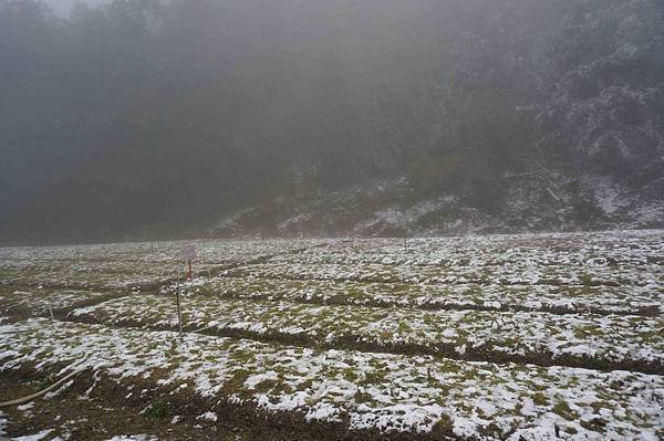 【台中和平區】武陵農場賞櫻加意外的雪人堆堆樂(第4次露營)泡