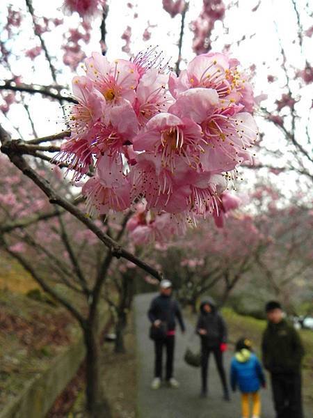 【台中和平區】武陵農場賞櫻加意外的雪人堆堆樂(第4次露營)泡