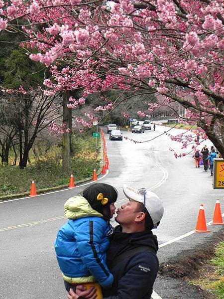 【台中和平區】武陵農場賞櫻加意外的雪人堆堆樂(第4次露營)泡