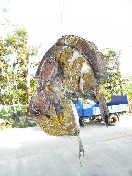 【跳島之旅】來飛魚的故鄉-蘭嶼趴趴走(下)