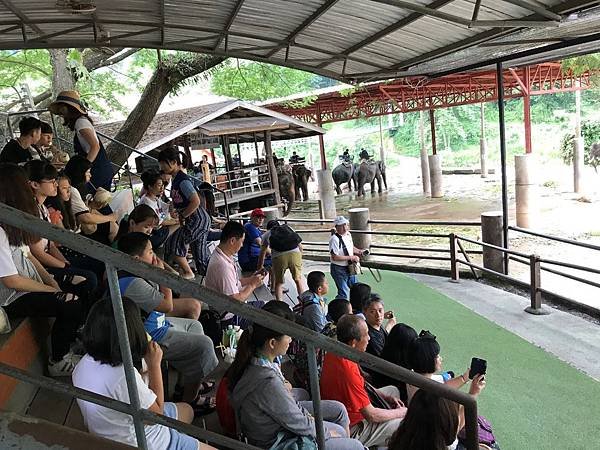 【泰國清邁】大象表演，牛車體驗，稀奇長頸族