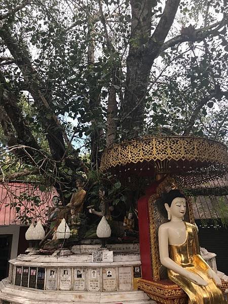 【泰國清邁】泰國人一生一定要參訪的佛教聖地 - 雙龍寺(素帖