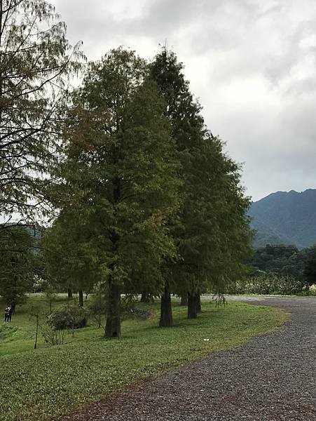 【宜蘭景點】金黃色浪漫5個宜蘭落羽松秘境之蜊埤湖落羽松(秋冬