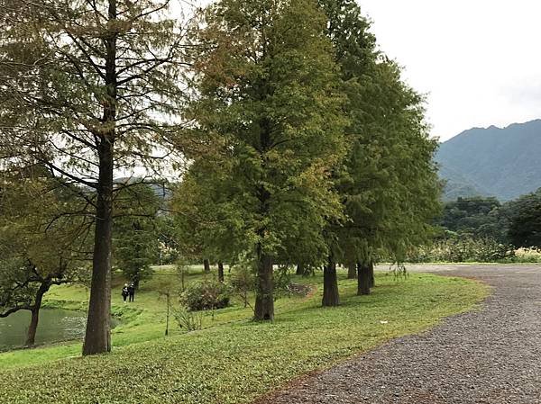 【宜蘭景點】金黃色浪漫5個宜蘭落羽松秘境之蜊埤湖落羽松(秋冬