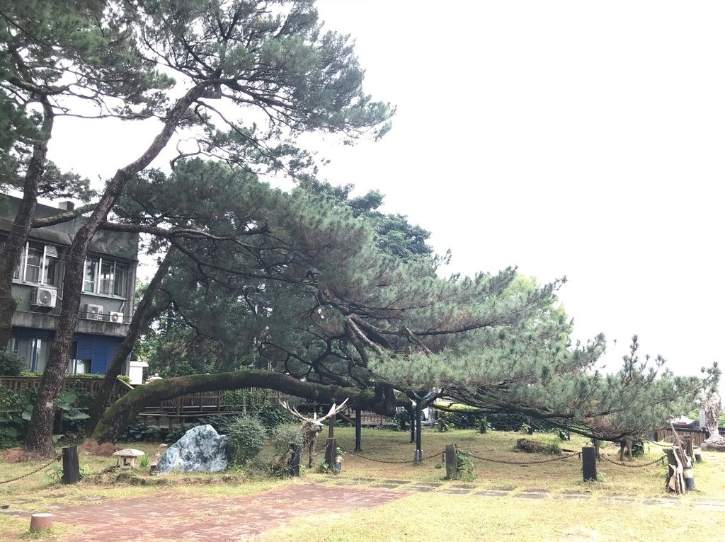 【花蓮市】老松環抱的卧松園區(免門票)