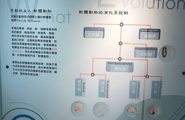 【高雄旗津區】旗津貝殼博物館+彩虹教堂+旗津大貝殼，一次走完