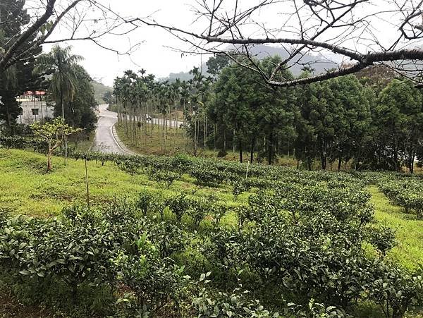 【南投魚池鄉】可以品茶與懷舊的日月老茶廠