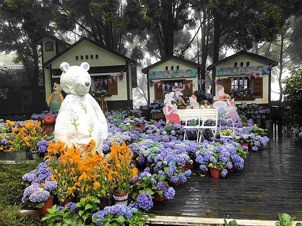 【新竹尖石鄉】薰衣草森林雨中的紫色繡球花，美得讓人流連忘返