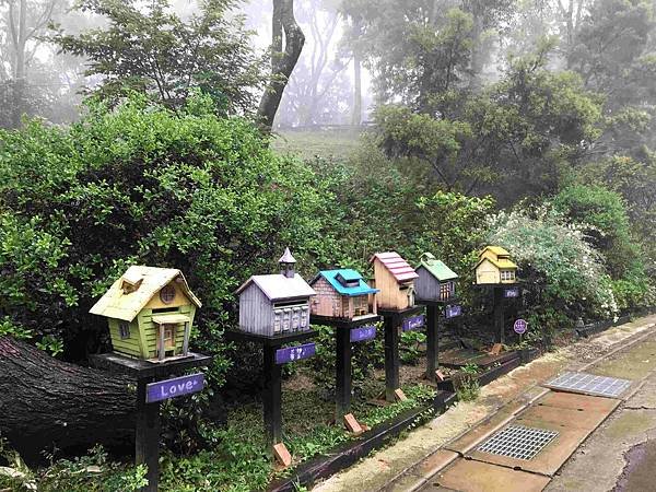 【新竹尖石鄉】薰衣草森林雨中的紫色繡球花，美得讓人流連忘返