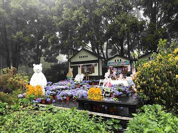 【新竹尖石鄉】薰衣草森林雨中的紫色繡球花，美得讓人流連忘返