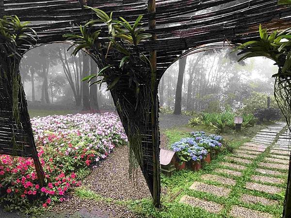 【新竹尖石鄉】薰衣草森林雨中的紫色繡球花，美得讓人流連忘返