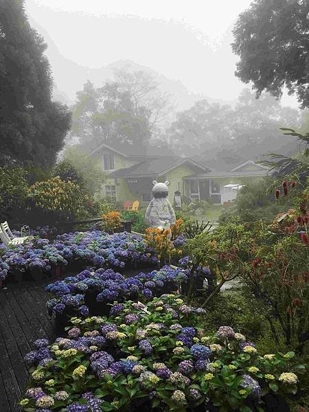 【新竹尖石鄉】薰衣草森林雨中的紫色繡球花，美得讓人流連忘返