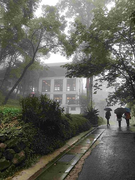 【新竹尖石鄉】薰衣草森林雨中的紫色繡球花，美得讓人流連忘返