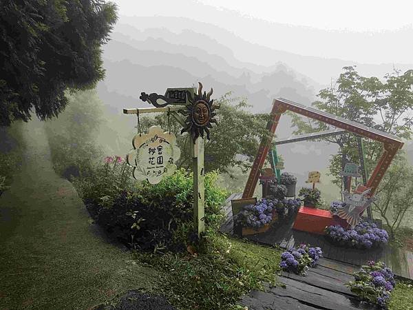 【新竹尖石鄉】薰衣草森林雨中的紫色繡球花，美得讓人流連忘返