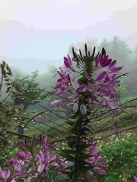 【新竹尖石鄉】薰衣草森林雨中的紫色繡球花，美得讓人流連忘返