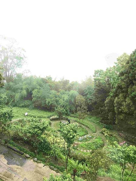 【新竹尖石鄉】薰衣草森林雨中的紫色繡球花，美得讓人流連忘返