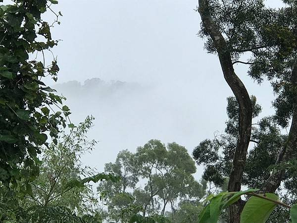 【新竹尖石鄉】薰衣草森林雨中的紫色繡球花，美得讓人流連忘返