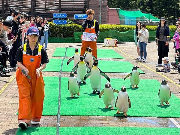 0522-001 尼克斯海洋公園的海豚海獅企鵝秀