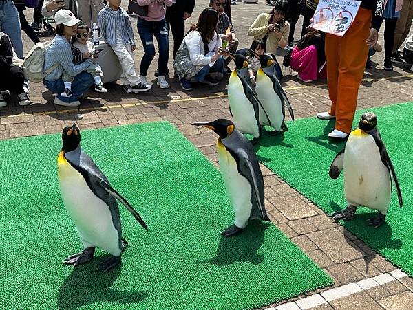 0522-001 尼克斯海洋公園的海豚海獅企鵝秀