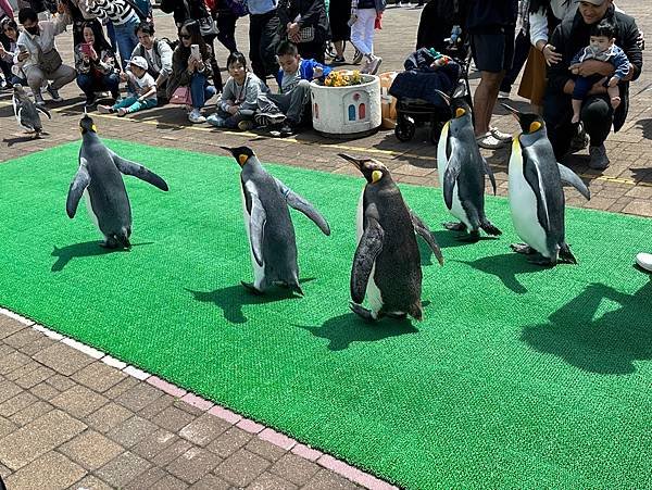 0522-001 尼克斯海洋公園的海豚海獅企鵝秀