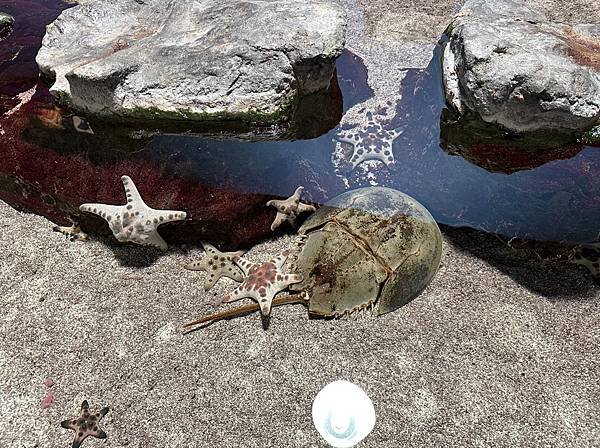 0522-001 尼克斯海洋公園的海豚海獅企鵝秀